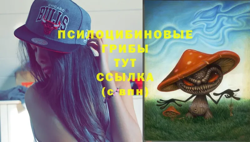 omg ссылка  купить наркотик  Ипатово  Псилоцибиновые грибы Psilocybe 